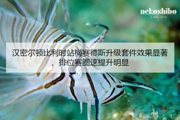 han-mi-er-dun-bi-li-shi-zhan-mei-sai-de-si-sheng-ji-tao-jian-xiao-guo-xian-zhu-pai-wei-sai-quan-su-ti-sheng-ming-xian-3-493.jpg
